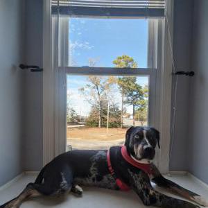 Image of nova, Lost Dog