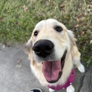 Lost Dog Joy