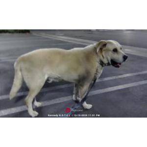 Image of Unknown, Found Dog