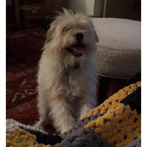 Image of Sonny, Lost Dog