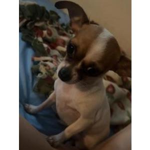 Found Dog unknown