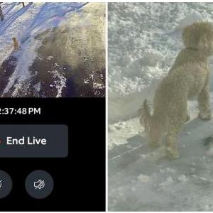 Image of Daisy, Lost Dog