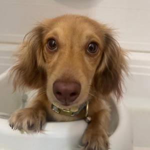 Image of Churro, Lost Dog