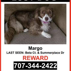 Image of Margo, Lost Dog