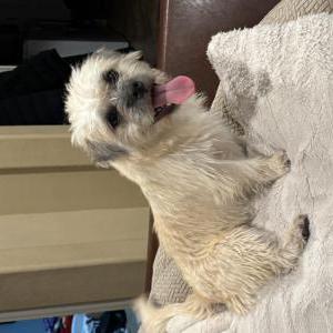 Found Dog Unknown