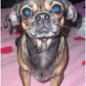 Image of Marlee, Lost Dog