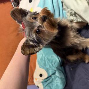 Lost Dog Ivy