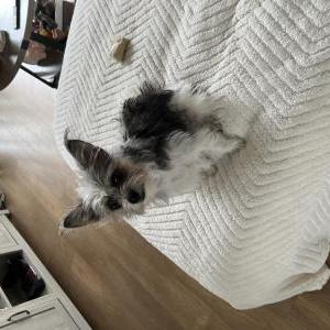 Image of Aria, Lost Dog