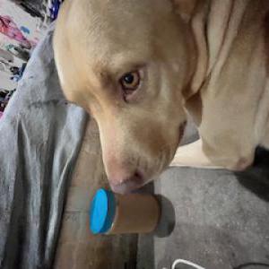 Image of Courage, Lost Dog