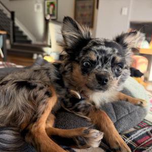 Lost Dog Olive