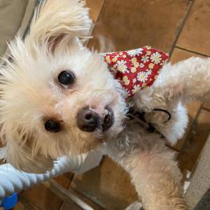 Image of Benji, Lost Dog