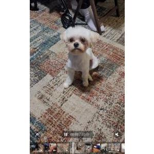 Lost Dog Rosie