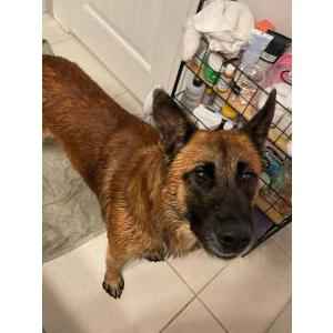 Found Dog Unknown