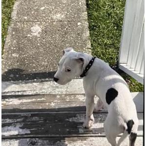 Image of Khaous, Lost Dog