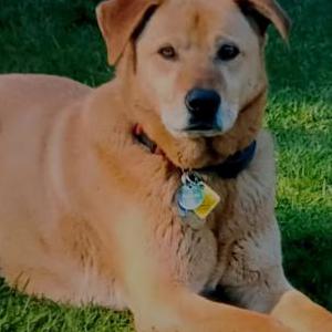 Image of Lincoln, Lost Dog