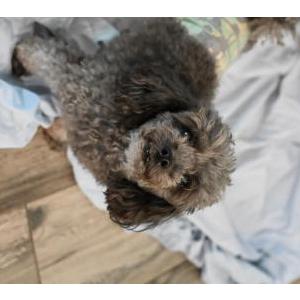 Image of Shadow, Lost Dog