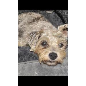 Image of Candy, Lost Dog
