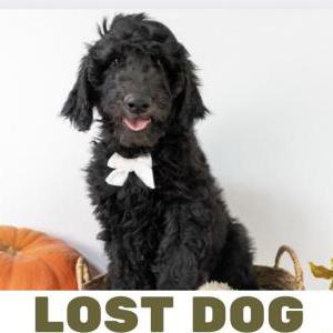 Lost Dog Baxton
