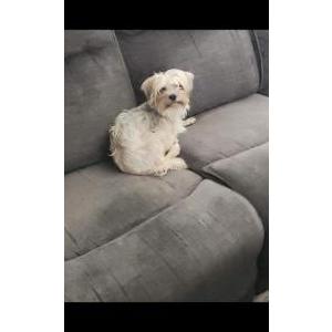 Image of Bambi, Lost Dog