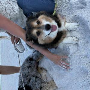 2nd Image of Shiloh, Lost Dog