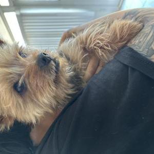 Image of Unknown, Found Dog