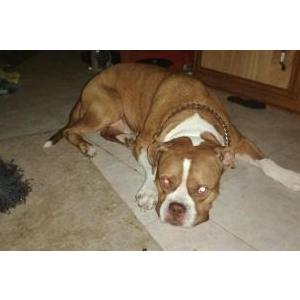 Image of Axel, Lost Dog
