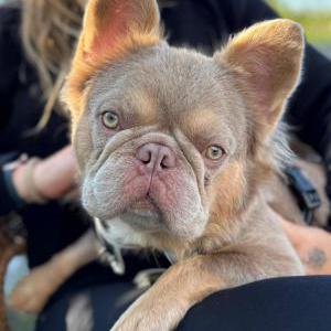 Image of Cousco, Lost Dog