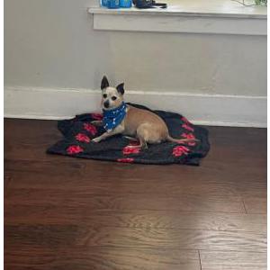 Lost Dog Sniffy