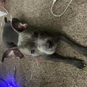 Image of Roxy, Lost Dog
