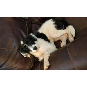 Image of Caroline, Lost Dog