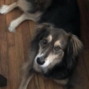Image of Murray, Lost Dog