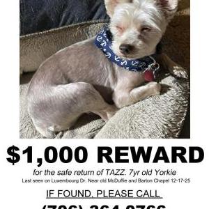 Lost Dog Tazz