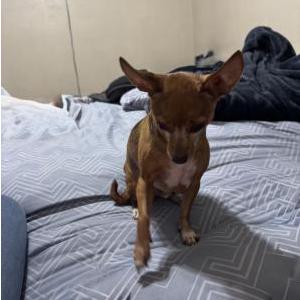 Lost Dog Joey