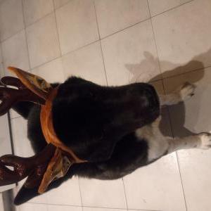 Image of Ika, Lost Dog
