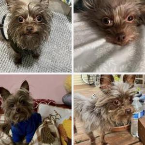 Image of Coco, Lost Dog