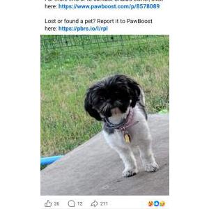 Image of Chula, Lost Dog
