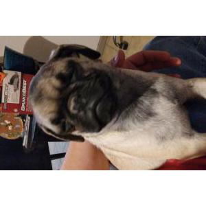 Image of Muquis, Lost Dog