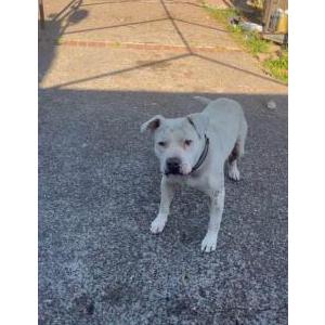 Lost Dog Chico
