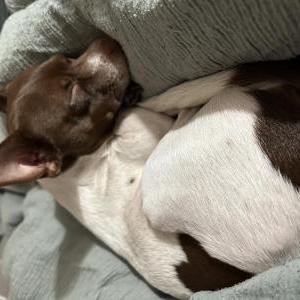 Image of Chico, Lost Dog