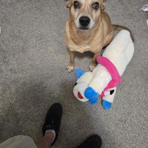 Lost Dog Lily