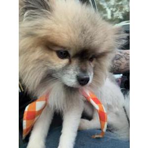 Image of Ryder, Lost Dog