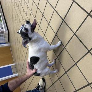 Image of Unknown, Found Dog