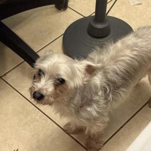 Image of Toby, Lost Dog