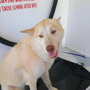 Lost Dog Rimsky