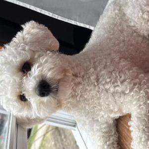 Lost Dog Chiquita