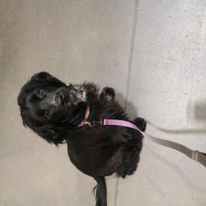 Lost Dog Fig