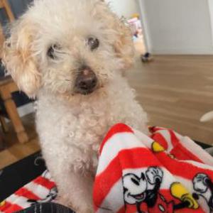 Lost Dog Teddy
