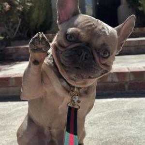 Image of Brodie, Lost Dog