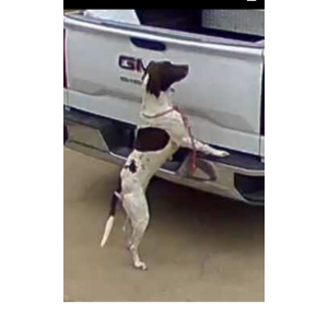 Image of Sage, Lost Dog