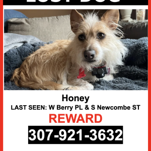 Image of Honey, Lost Dog